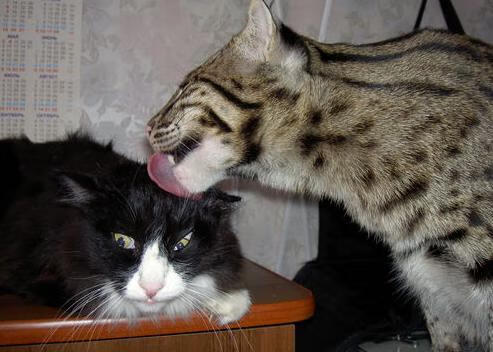 中国体育代表团奥运制服正式发布,奥运会中国代表团运动服